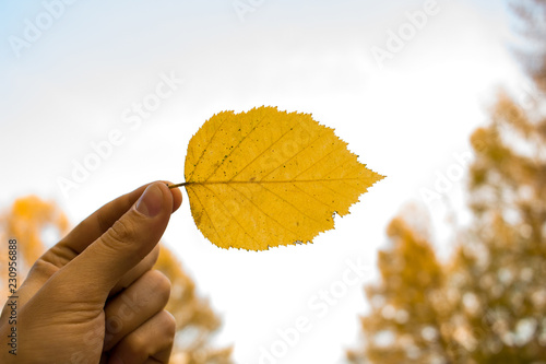 Hand holds yellow leaf on sky background. Autumn time season concept in park.