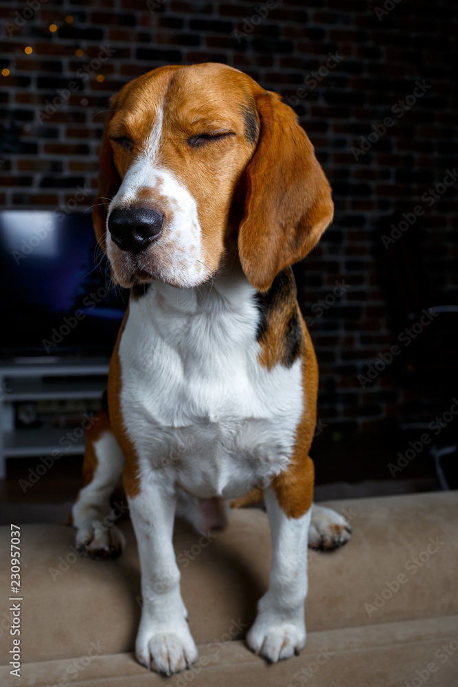 Beautiful beagle sits on the couch with eyes closed
