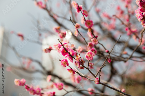 nature, botany, gardening and flora concept - close up of beautiful sakura tree blossoms