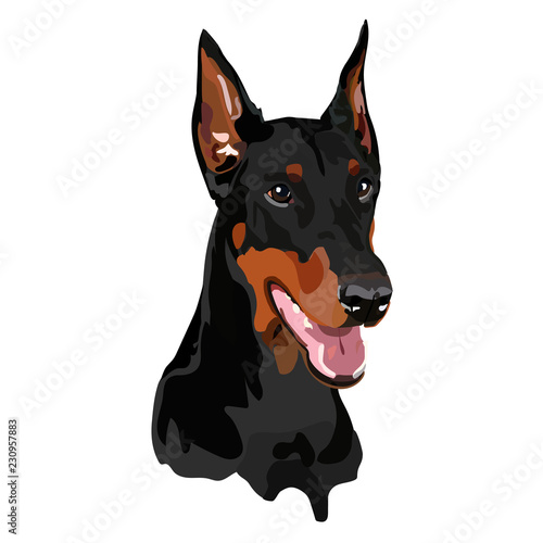 Dobermann vector illustration