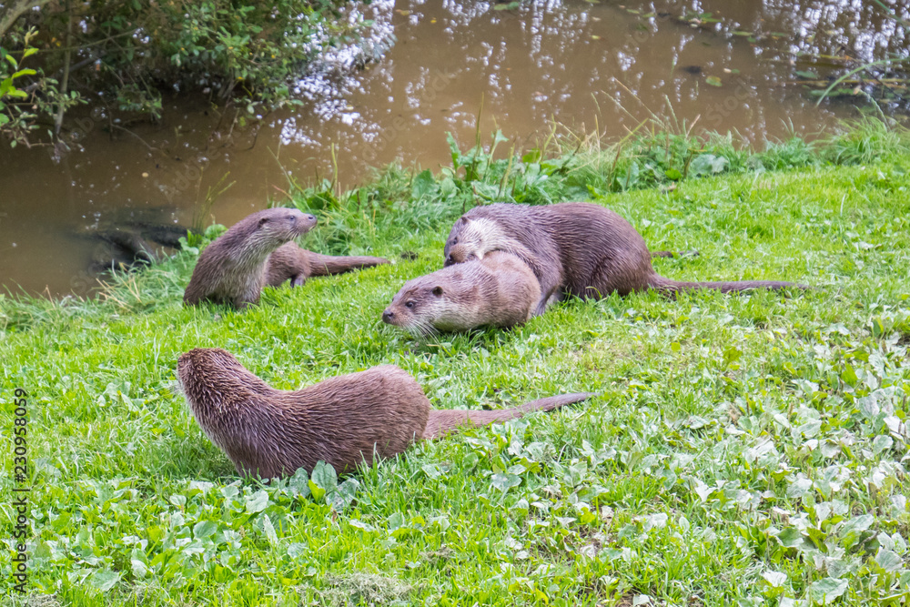 Fototapeta premium Otter Family on Grass Bank