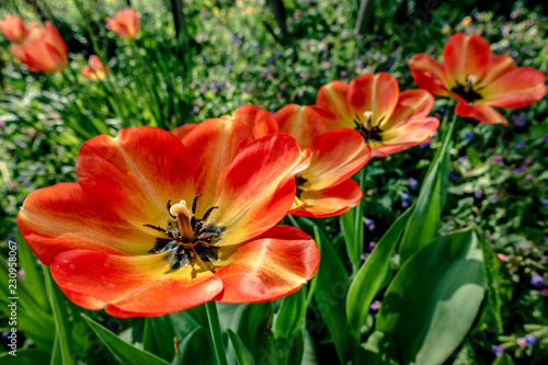 Tulips