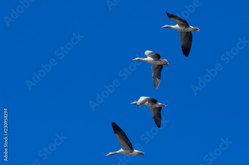 duck in flight , bird in flight over the blue sky