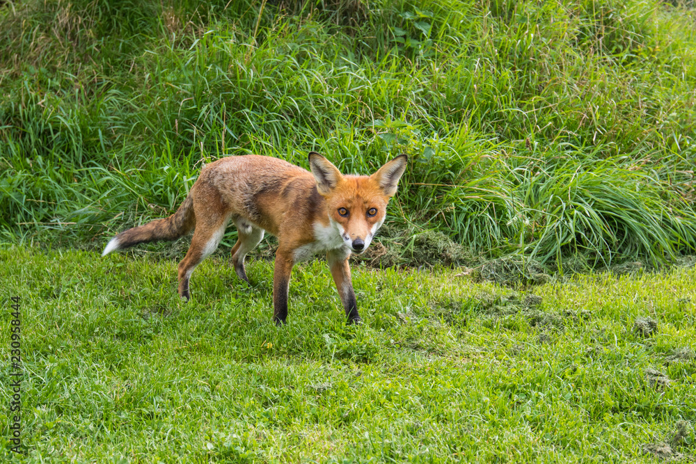 Red Fox on grass Red Fox on grass