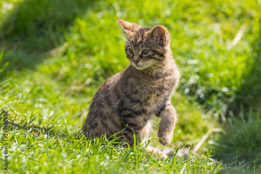 Scottish wildcat (Felis silvestris grampia) kitten Scottish wildcat (Felis silvestris grampia) kitten