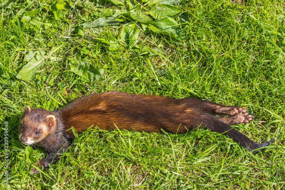 Polecat with grass background Polecat with grass background