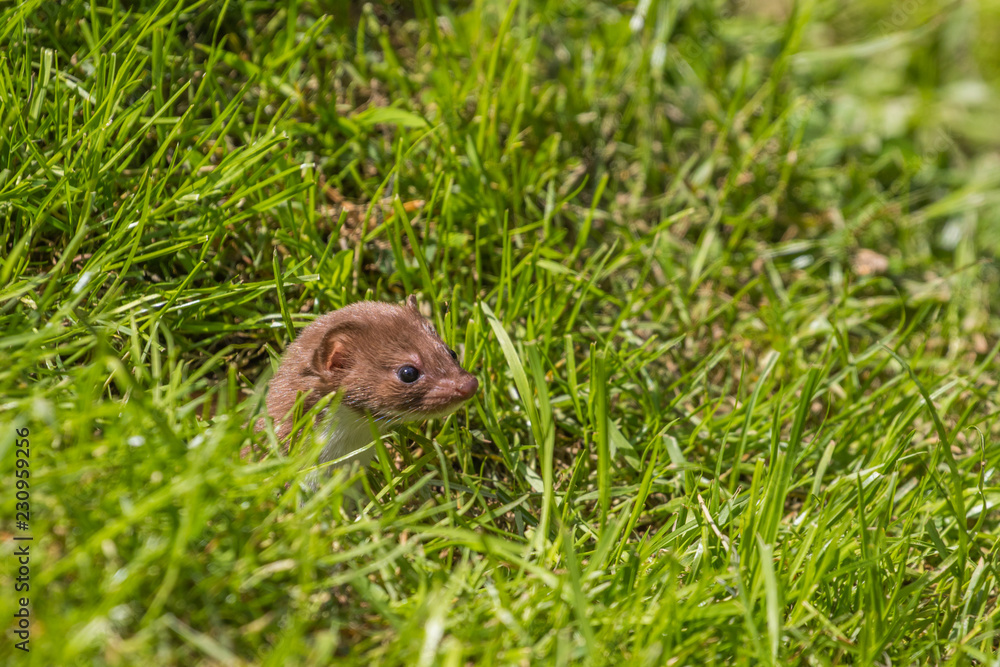 Weasel or Least weasel (mustela nivalis) Weasel or Least weasel (mustela nivalis)