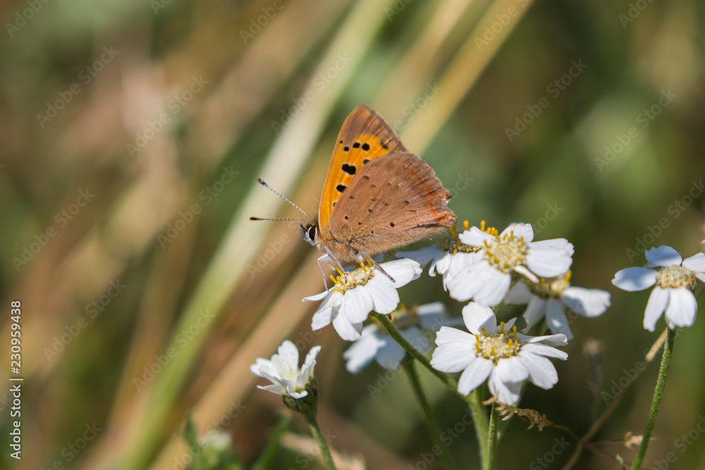 Small copper butterfly ( Lycaena phlaeas ) Small copper butterfly ( Lycaena phlaeas )