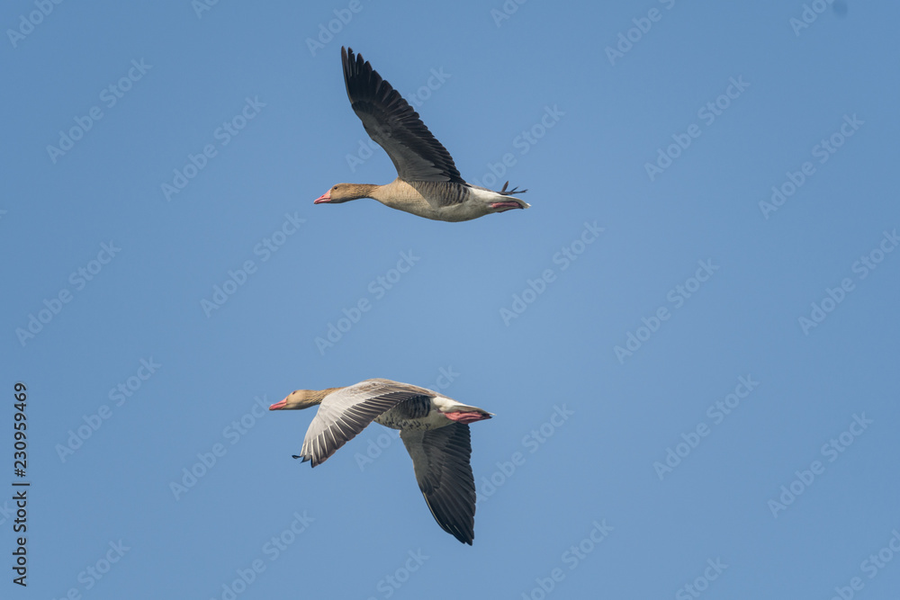 Obraz premium Bird in flight , duck in flight with blue sky