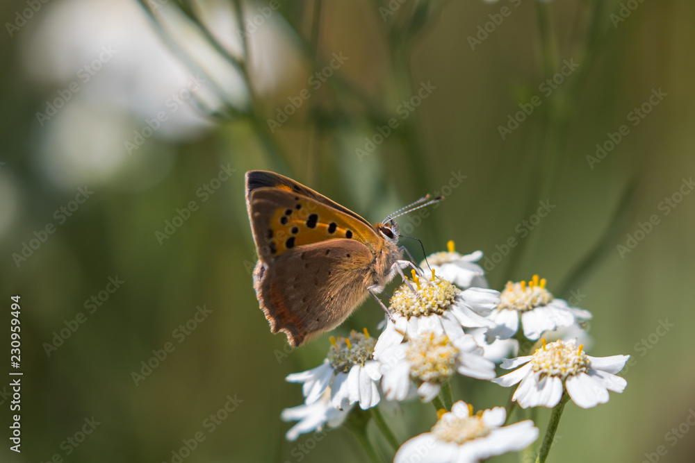 Obraz premium Small copper butterfly ( Lycaena phlaeas )