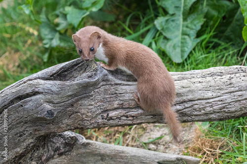 Weasel or Least weasel (mustela nivalis) on a tree log photo
