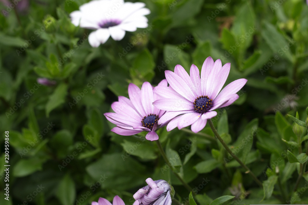 Two flower in the garden Two flower in the garden