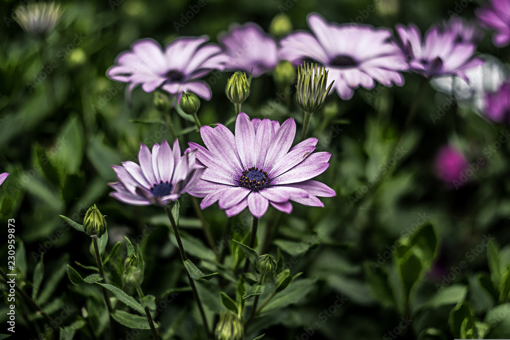 purple flower in the garden purple flower in the garden