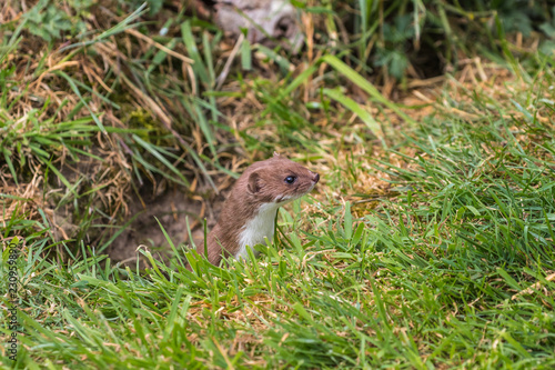 Weasel or Least weasel (mustela nivalis) on a grass bank