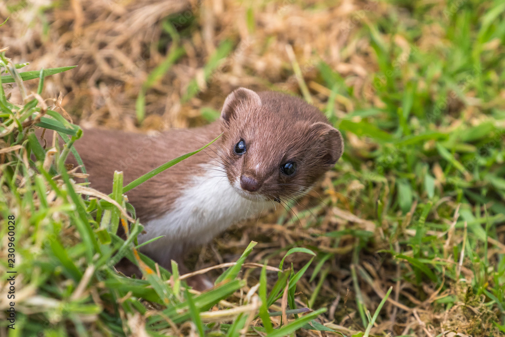 Weasel or Least weasel (mustela nivalis) on a grass bank Weasel or Least weasel (mustela nivalis) on a grass bank
