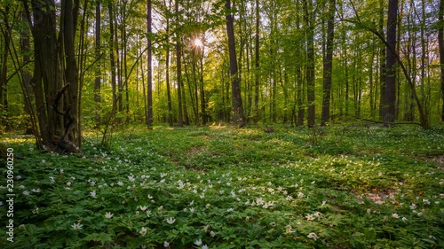 Natural spring forest with blooming anemone flowers