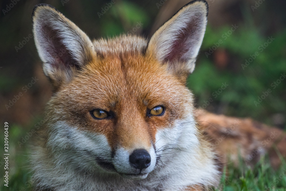 Fototapeta premium Red Fox on grass