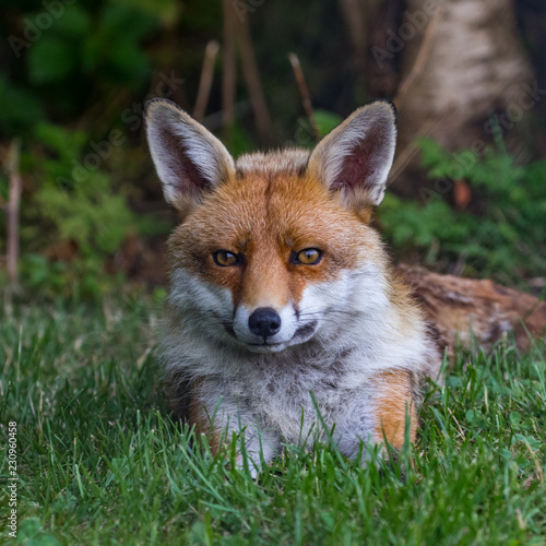 Red Fox on grass