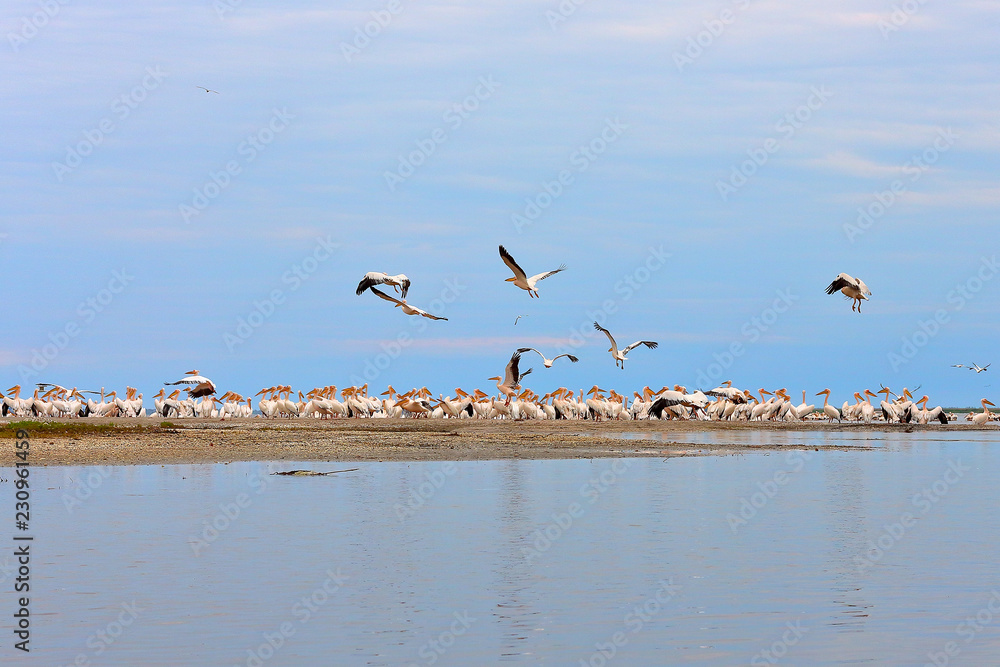 Wild flock of common great pelicans (pelecanus onocrotalus) on a sandy bar in Delta of Danube river at Danube biosphere reserve