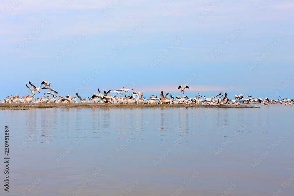 Wild flock of common great pelicans (pelecanus onocrotalus) on a sandy bar in Delta of Danube river at Danube biosphere reserve