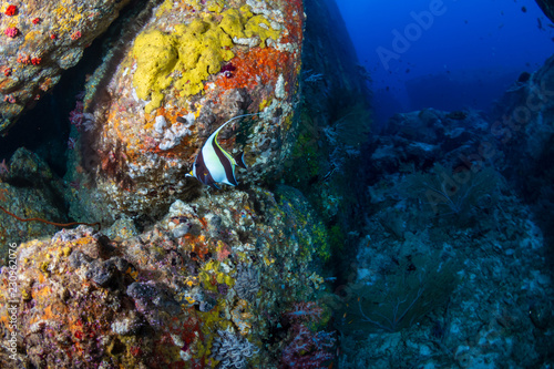 Beautiful schools of tropical fish swimming around a colorful coral reef