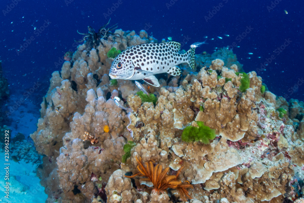 Fototapeta premium Tropical fish on the coral reef at Ko Tachai Island, Thailand