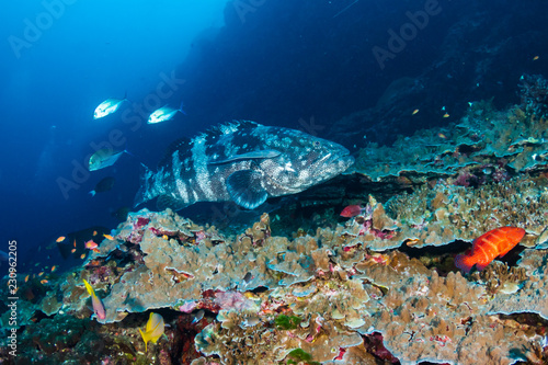 Large Grouper being cleaned on a tropical coral reef at Koh Bon Island, Thailand