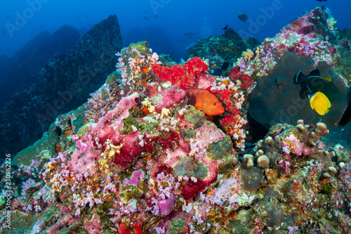 Fototapeta Naklejka Na Ścianę i Meble -  A colorful Coral Grouper on a tropical coral reef in Thailand