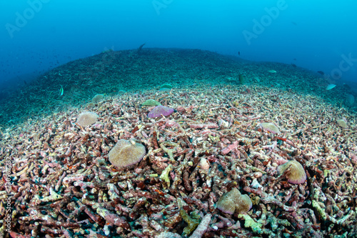 Fototapeta Naklejka Na Ścianę i Meble -  A bleached, dead coral reef during a large scale bleaching event