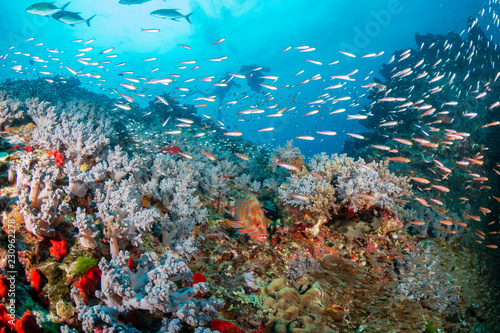 Fototapeta Naklejka Na Ścianę i Meble -  Tropical fish and colorful corals on a healthy tropical coral reef