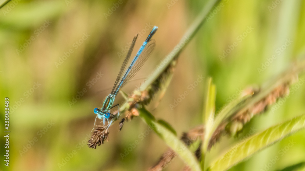 Macro of dragonfly on branch Macro of dragonfly on branch