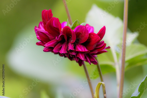Red flower with isolated green background
