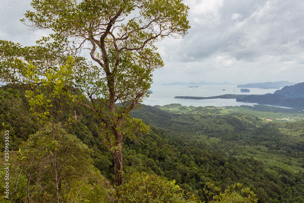 Fototapeta premium tree trunk in green forest over the sea