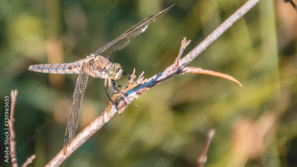 Macro of dragonfly on branch