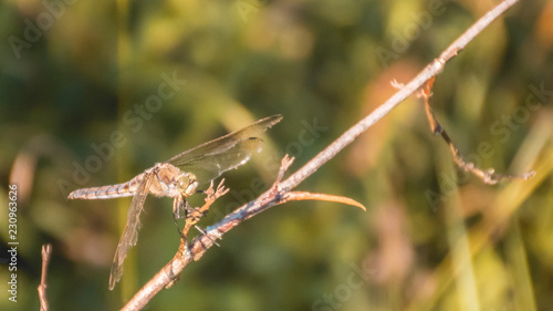 Macro of dragonfly on branch © Martin Erdniss