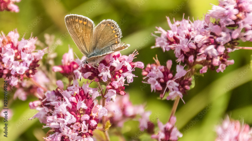 Macro of gossamer-winged butterfly on flower Macro of gossamer-winged butterfly on flower