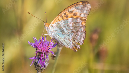 Macro of fritillary butterfly on flower © Martin Erdniss