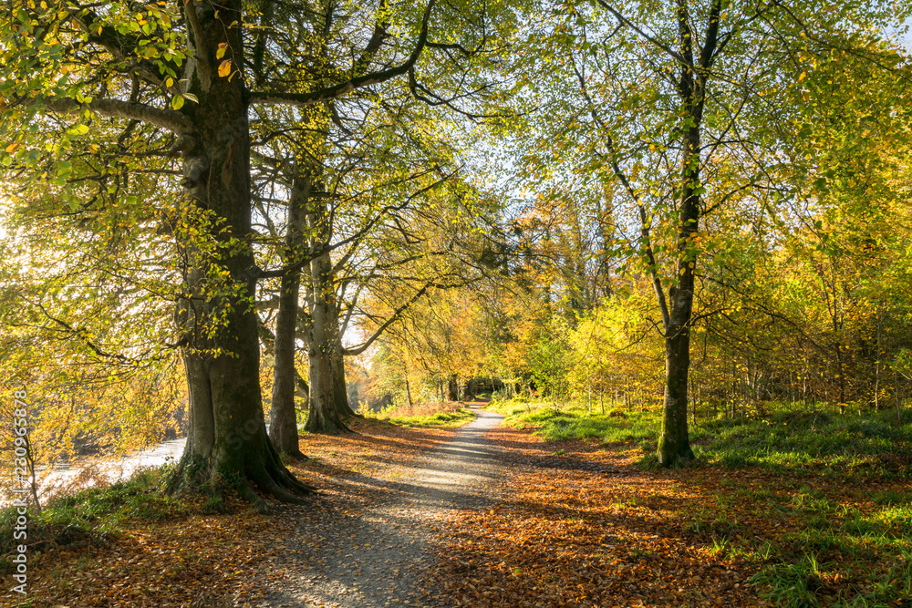 Autumn Forest Path