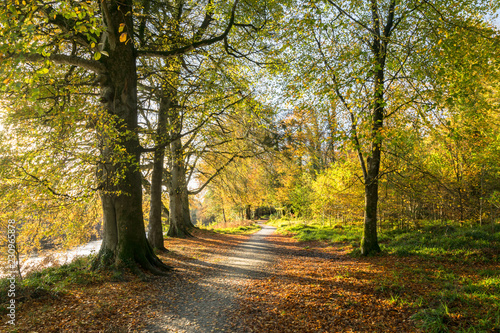 Fototapeta Naklejka Na Ścianę i Meble -  Autumn Forest Path