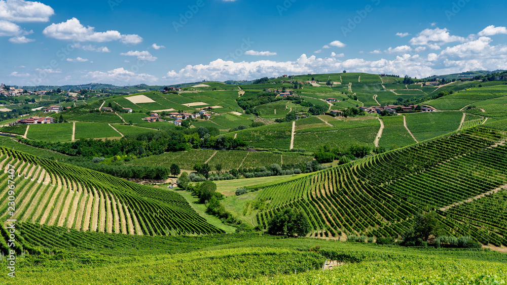 Vineyards near Barbaresco, Cuneo, in Langhe Vineyards near Barbaresco, Cuneo, in Langhe