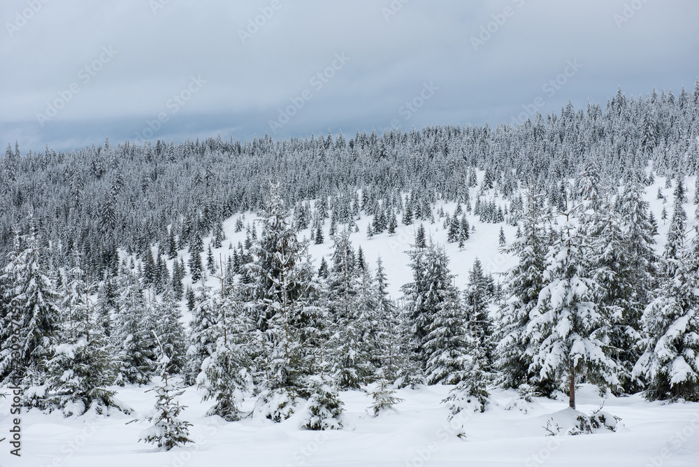 Trees covered with hoarfrost and snow Trees covered with hoarfrost and snow