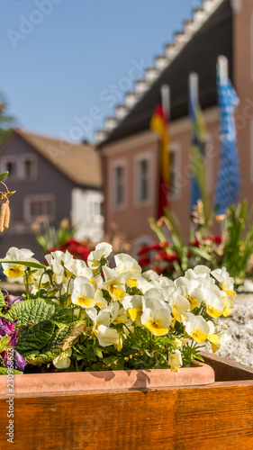 Smartphone HD wallpaper of flowers in spring at Falkenstein
