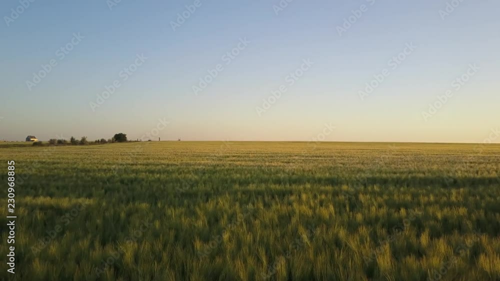 Field at sunset Field at sunset