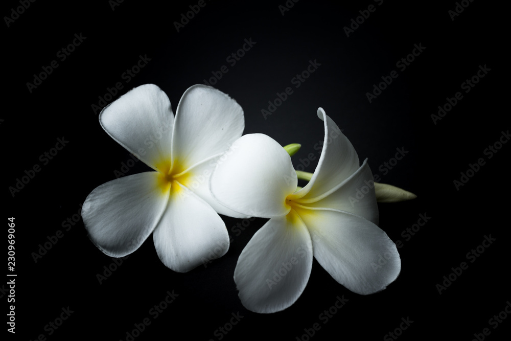 Fototapeta premium White Plumeria or frangipani in black background theme
