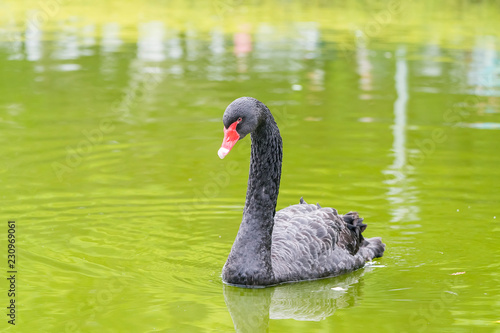 black swan in a lake.