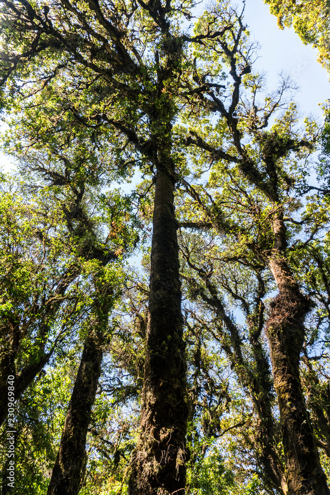 Outdoor image of an old trees, covered with moss, mysterious Highlands forest. Relic wet mossy forest - Doi Inthanon national park Outdoor image of an old trees, covered with moss, mysterious Highlands forest. Relic wet mossy forest - Doi Inthanon national park