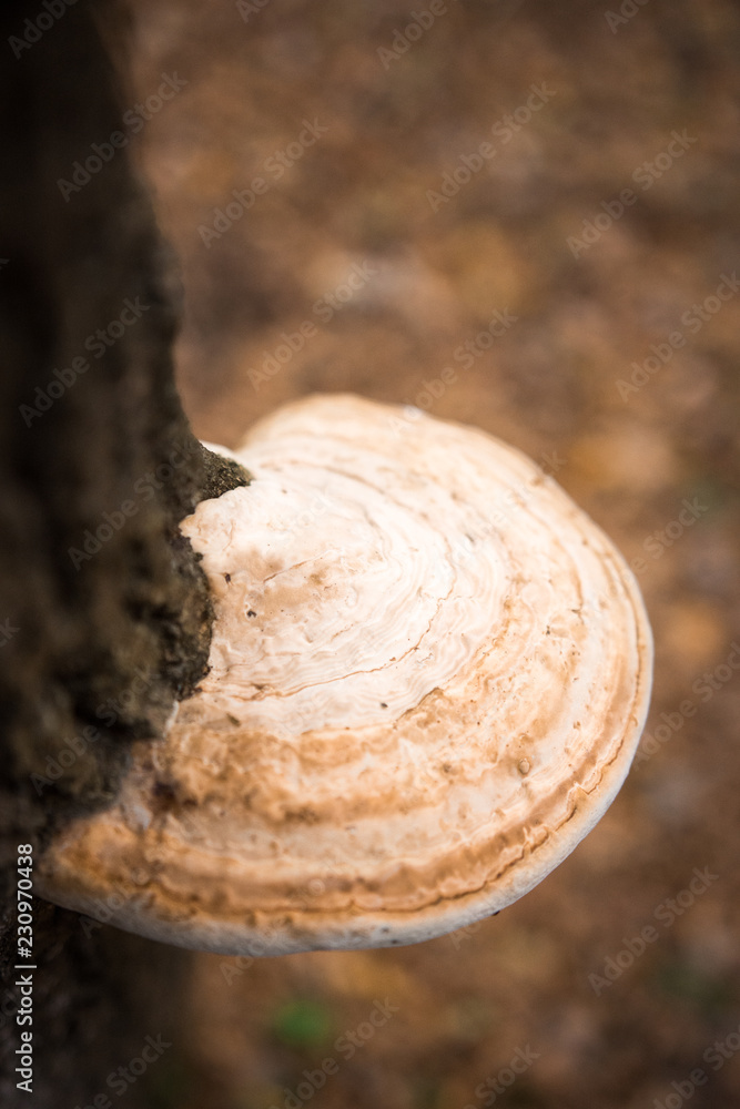 Hat of the mushroom close-up, raised on the trunk of the tree Hat of the mushroom close-up, raised on the trunk of the tree