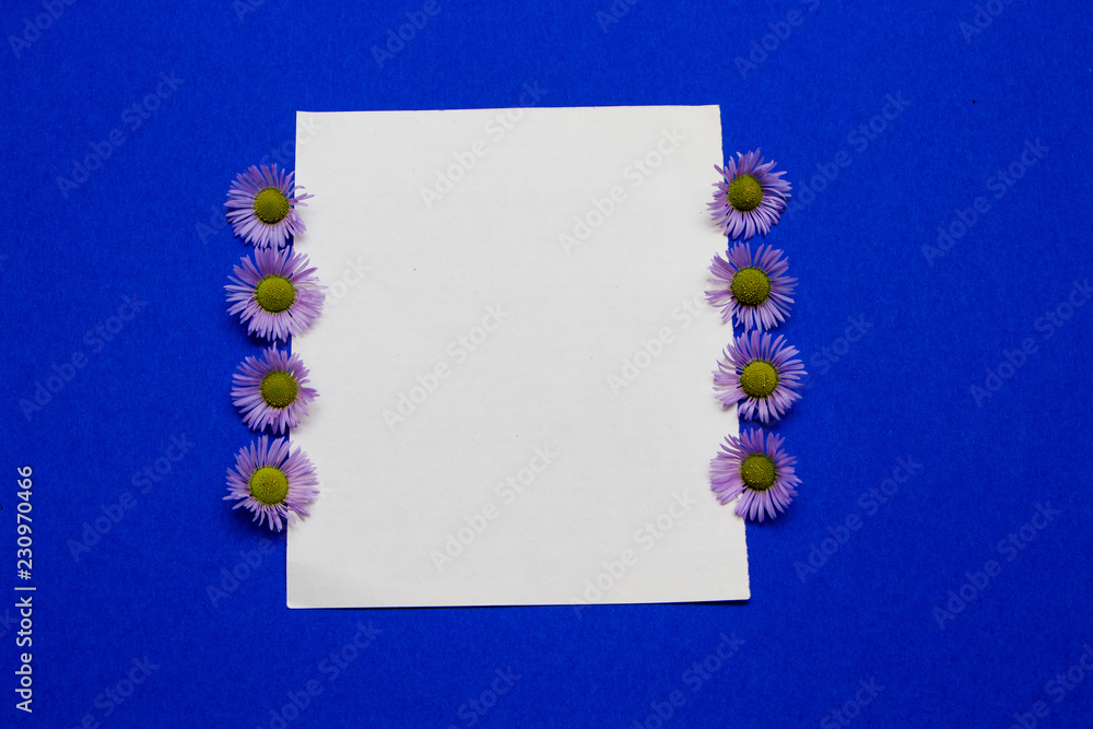Violet aster flowers on blue blue background. Paper, pen and violet aster. top view. Violet aster flowers on blue blue background. Paper, pen and violet aster. top view.
