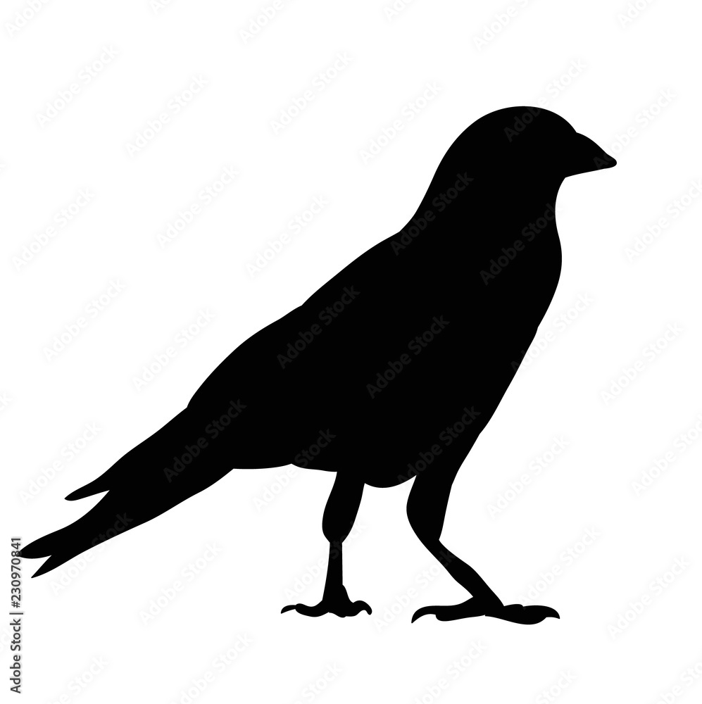 silhouette of crows, birds silhouette of crows, birds