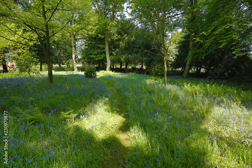 Springtime in Yorkshire, UK